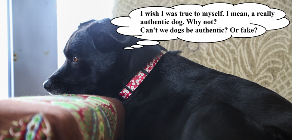 Authenticdogcartoonweb3