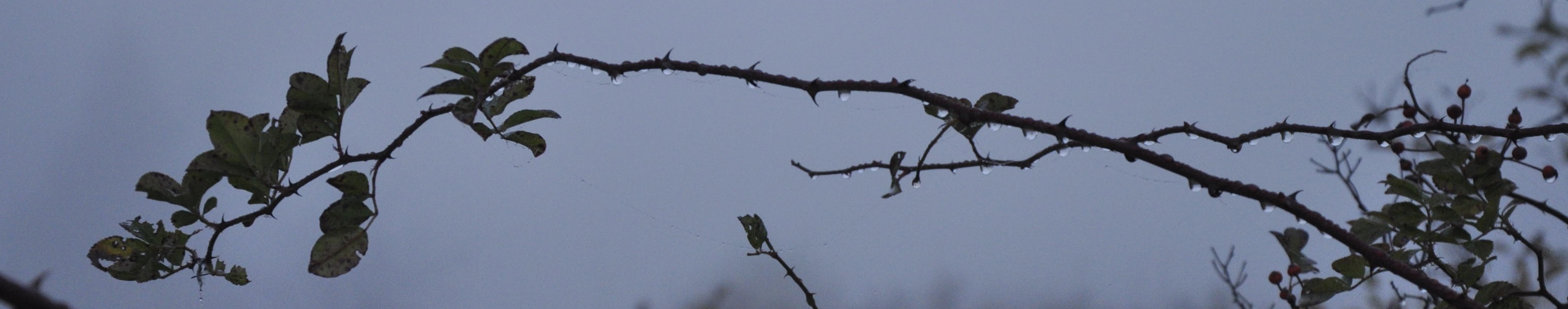 Branch