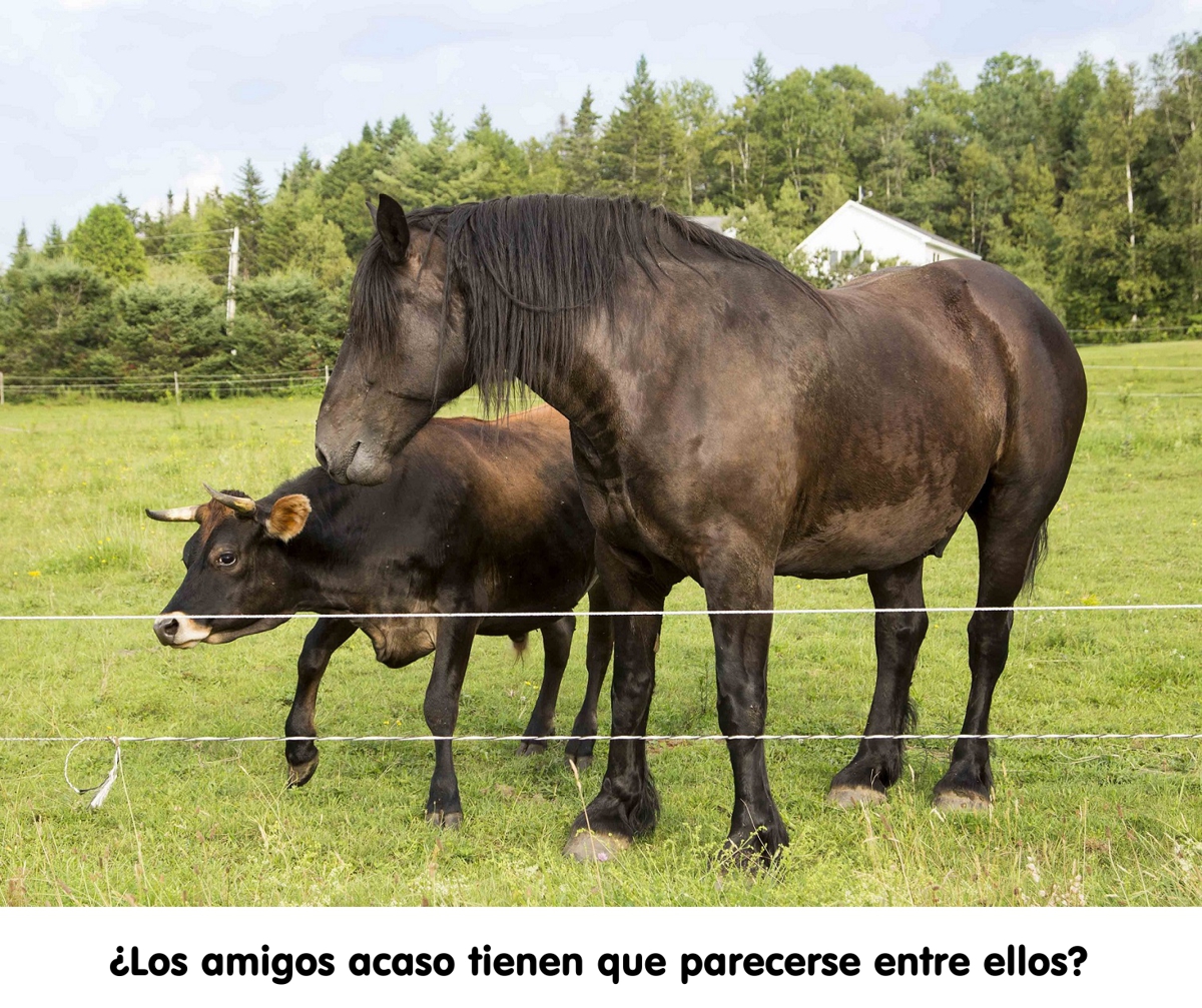 AmistadCaballoVaca