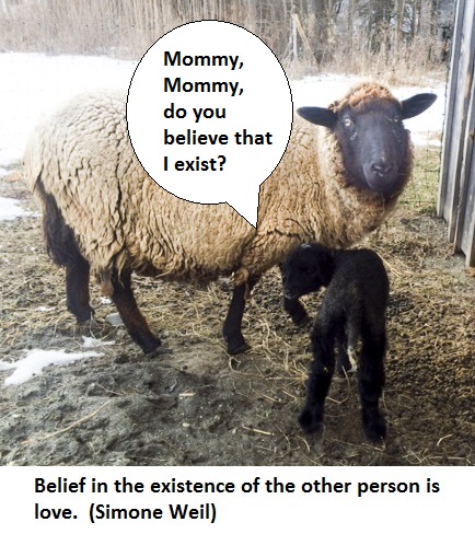 Sheep love Weil