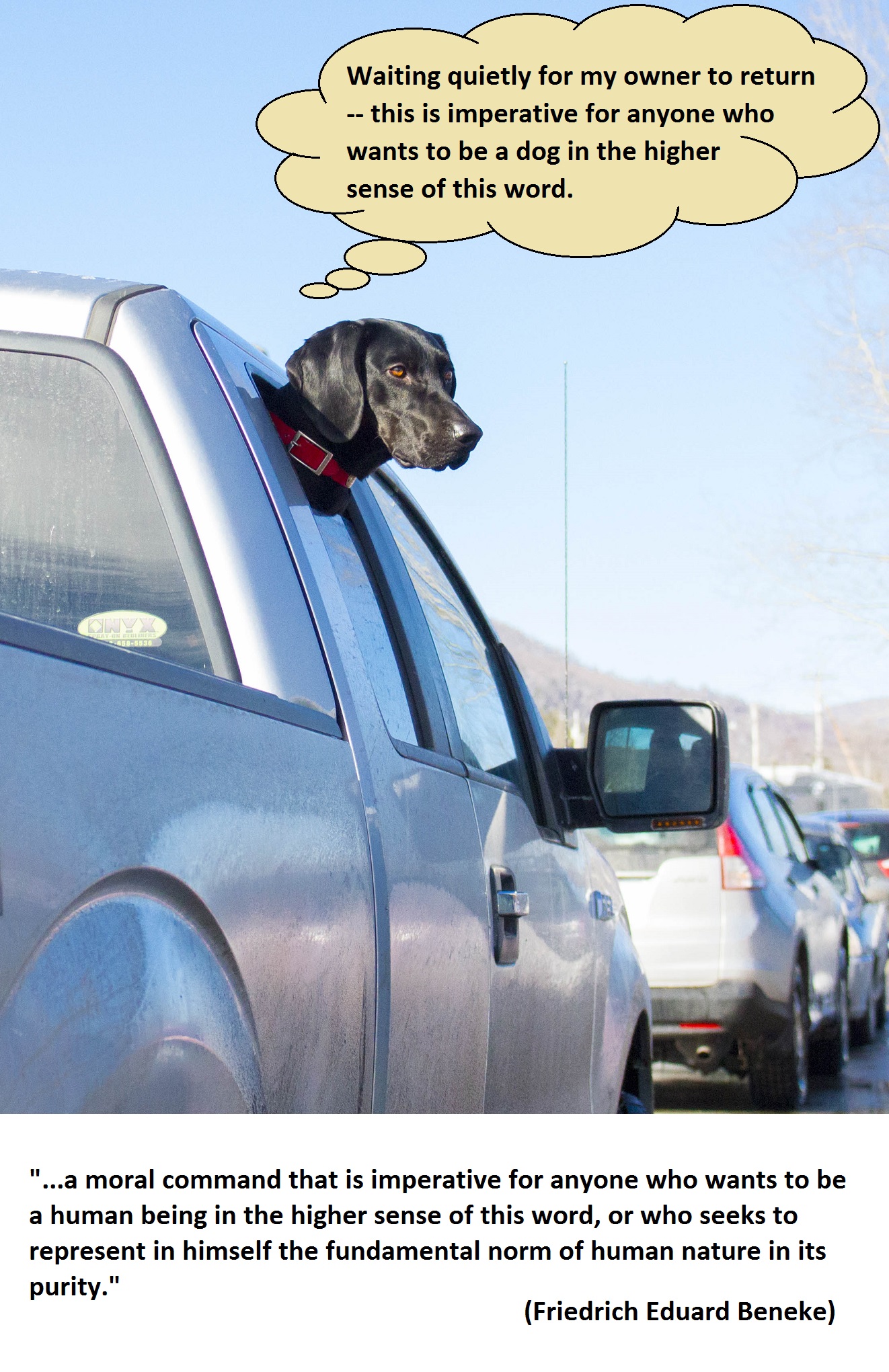 Beneke dog wondering about his nature 1.2