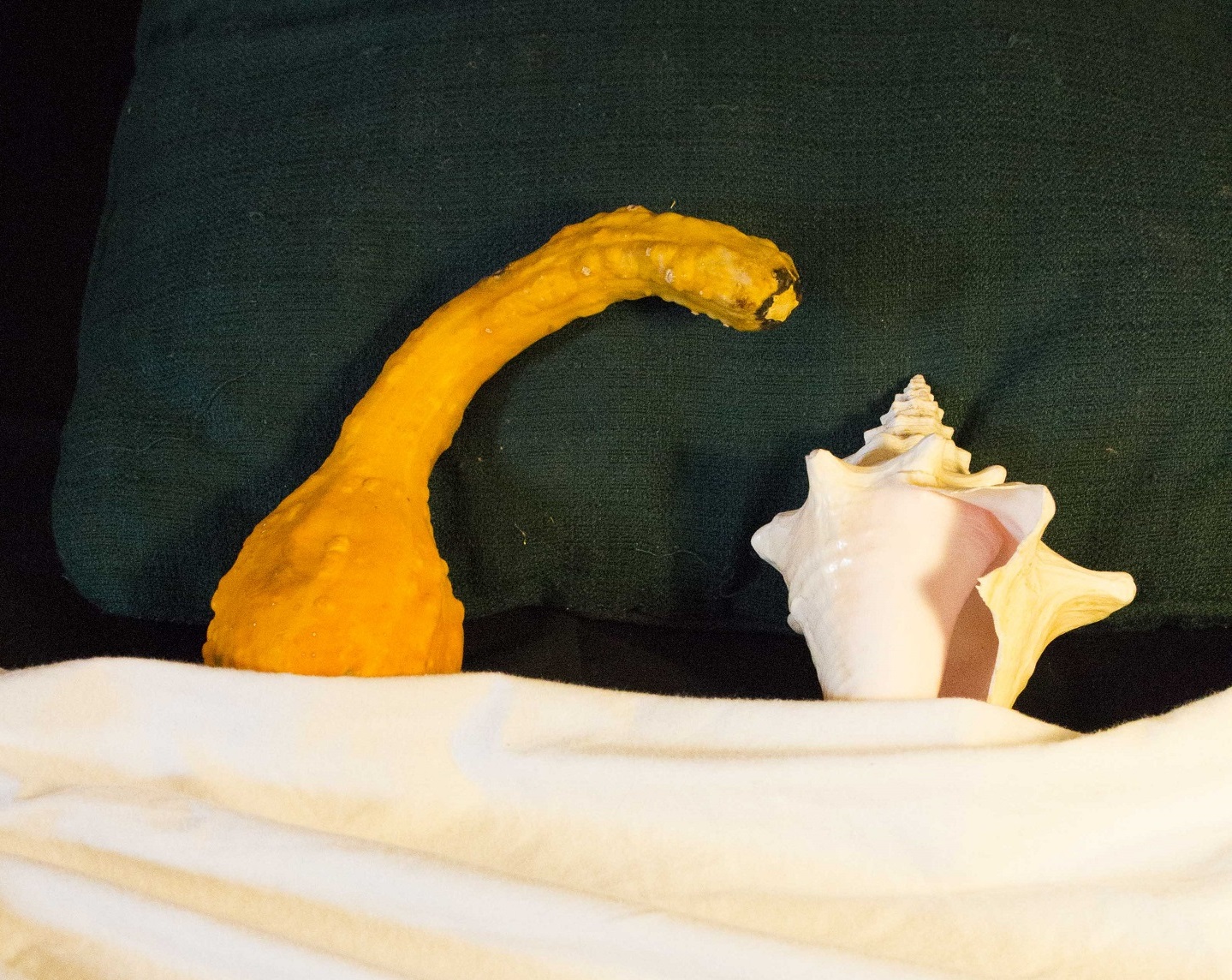 Conch and vegetable sexuality 1.1