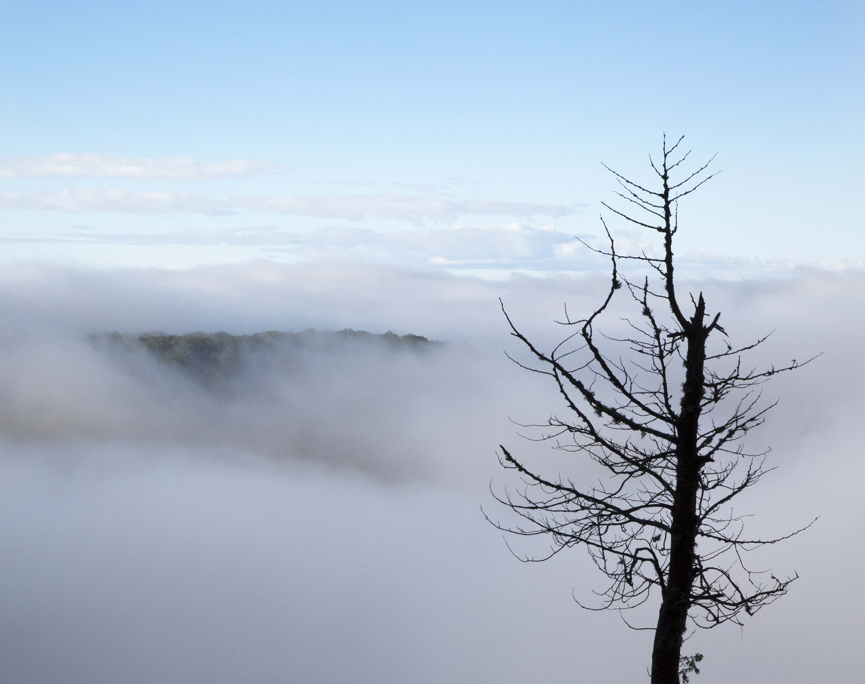 Death Tree