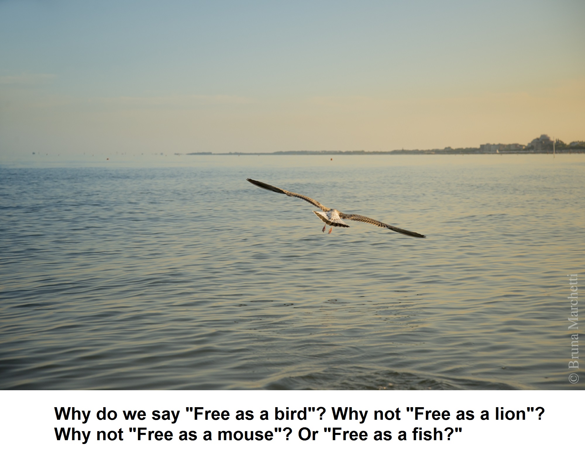 Freeasabird