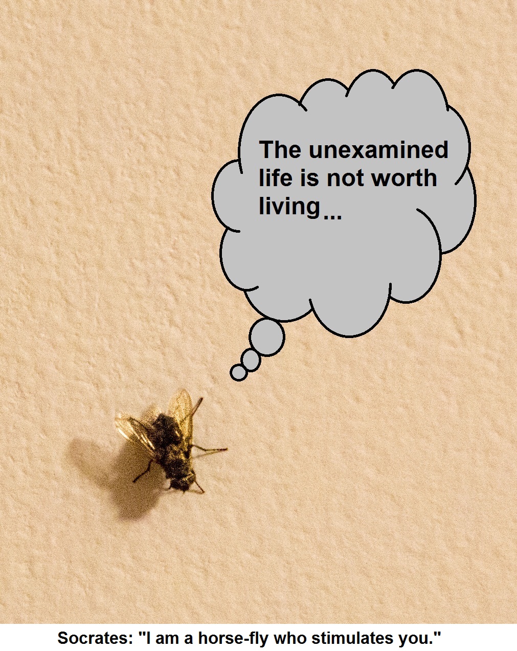Philosophizing fly d BM8A3999