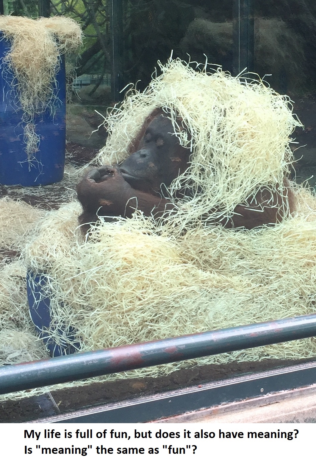 OrangutanMeaning